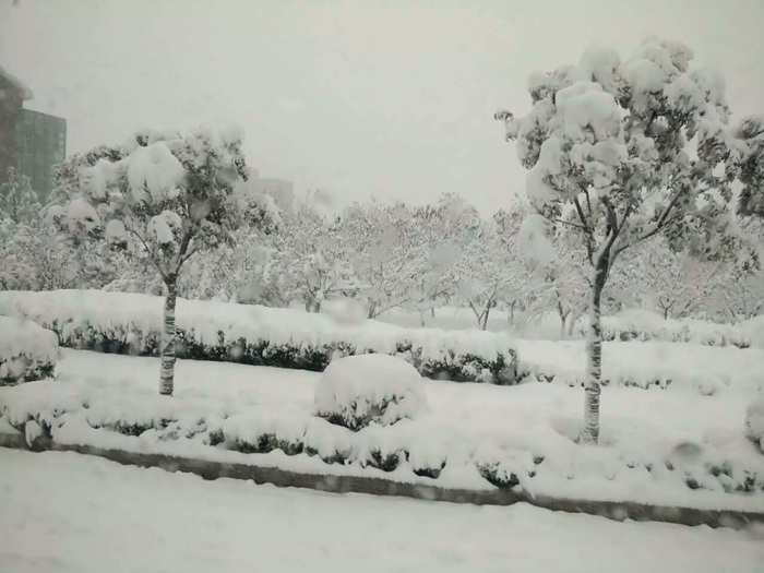 瑞雪兆豐年，踏雪沃爾華