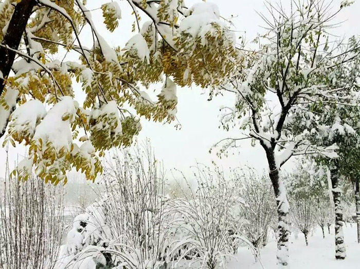 瑞雪兆豐年，踏雪沃爾華